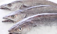 Deep-water Cape Hake
