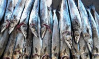 Snoek